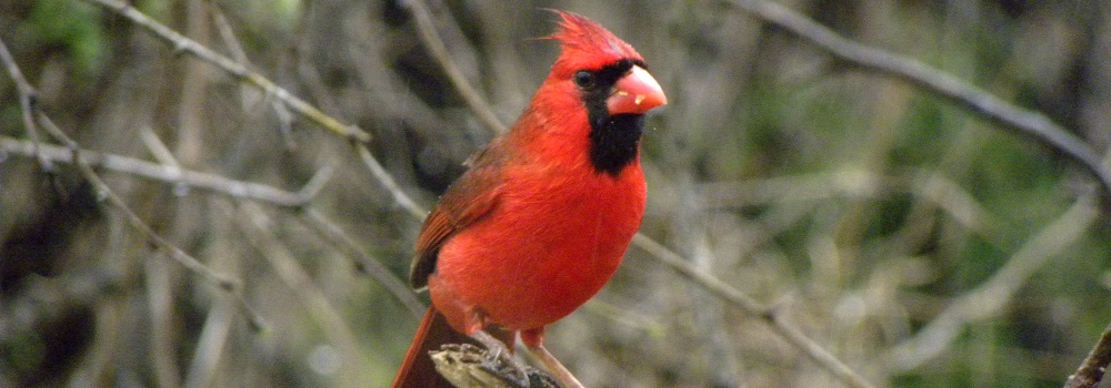 Conical Billed Song BirdsMale Cardinal