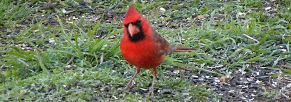 Conical Billed Song BirdsMale Cardinal