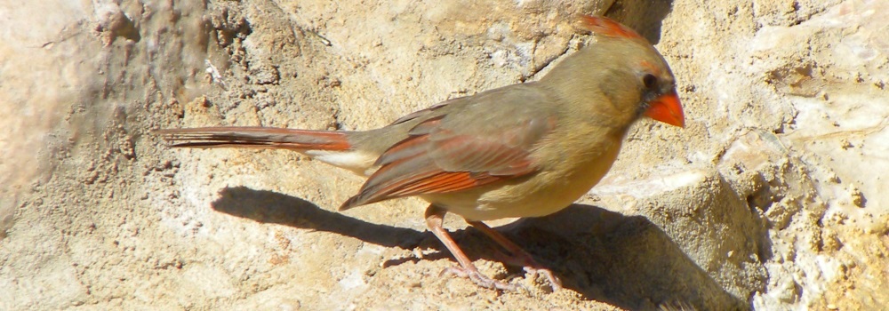 Conical Billed Song BirdsFemale Cardinal