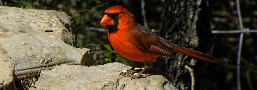 Conical Billed Song BirdsMale Cardinal