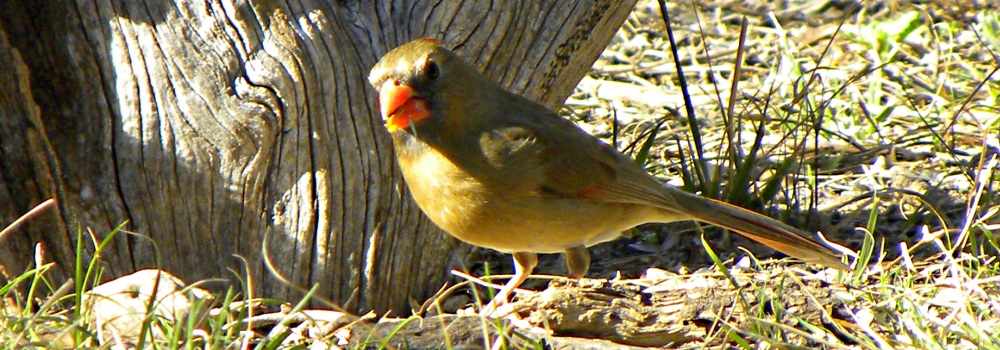 Conical Billed Song BirdsFemale Cardinal