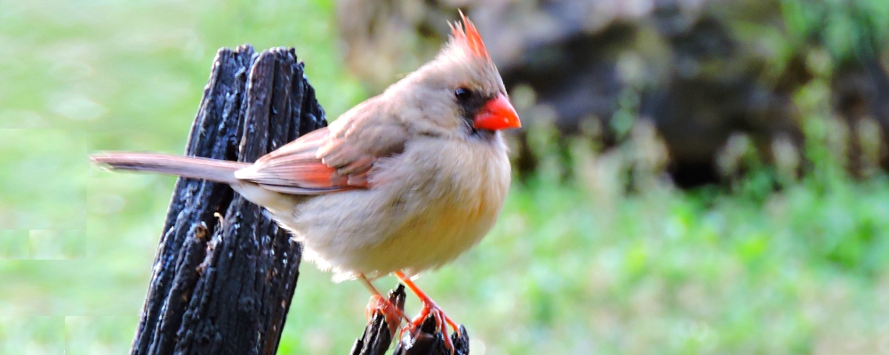 Conical Billed Song BirdsCardinal