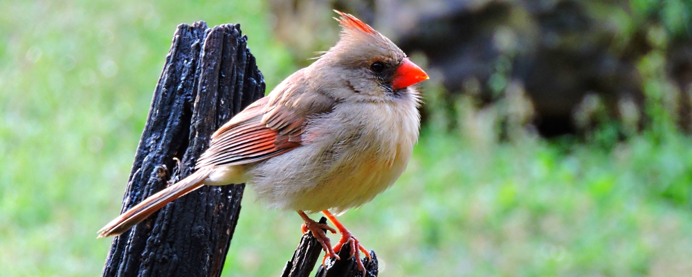 Conical Billed Song BirdsCardinal