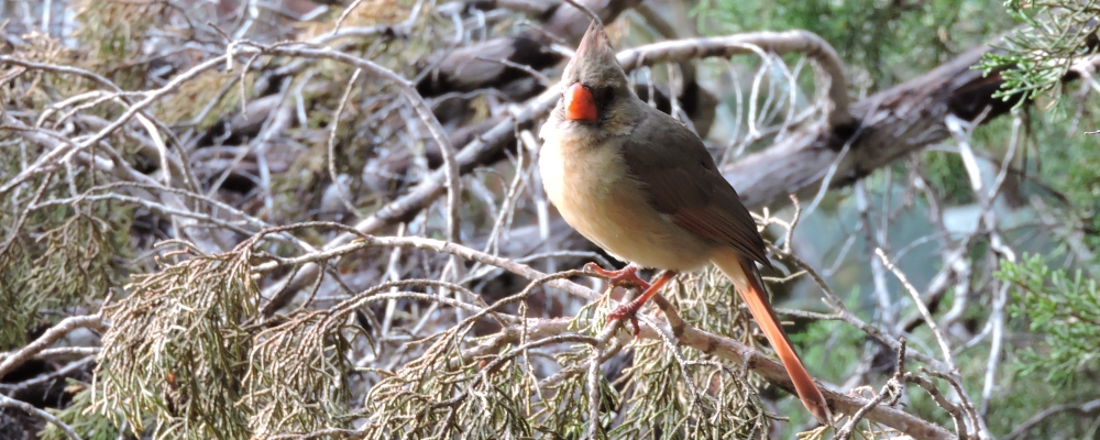 Conical Billed Song BirdsCardinal