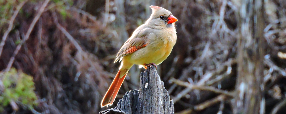 Conical Billed Song BirdsCardinal
