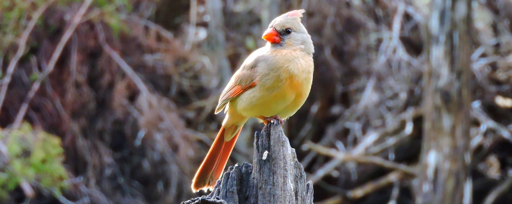 Conical Billed Song BirdsCardinal