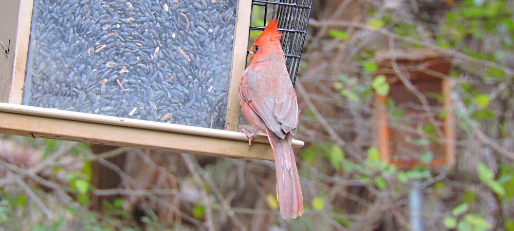 Conical Billed Song BirdsCardinal