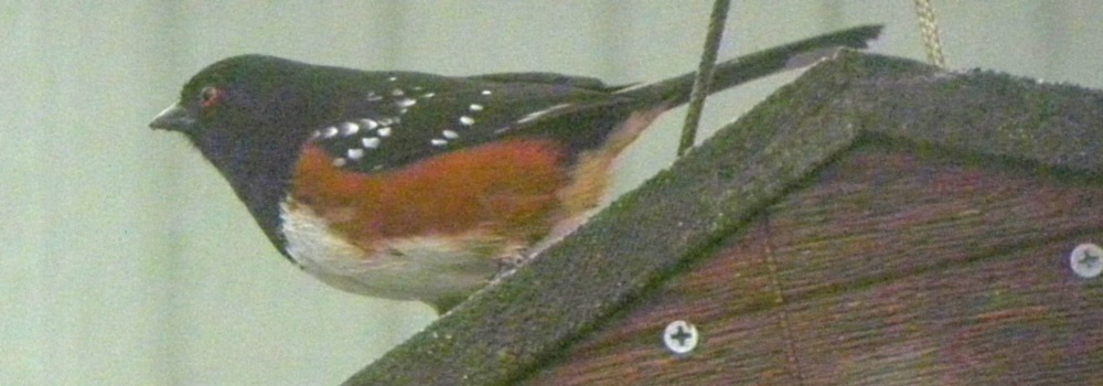 Conical Billed Song BirdsSpotted Towhee