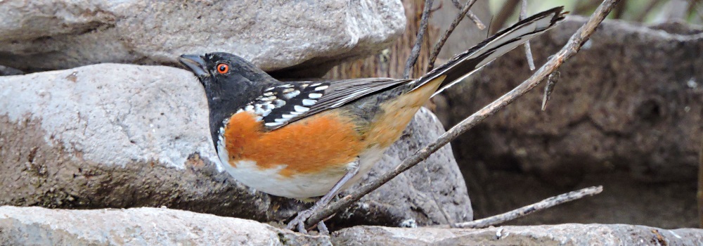 Conical Billed Song BirdsSpotted Towhee