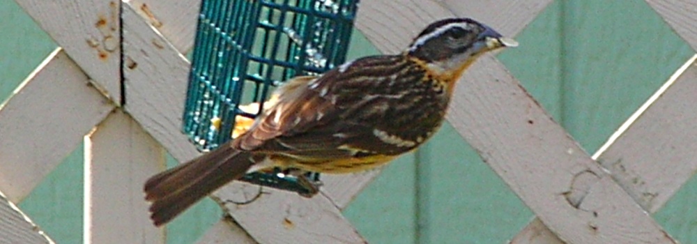 Conical Billed Song BirdsBlack-headed Grosbeak