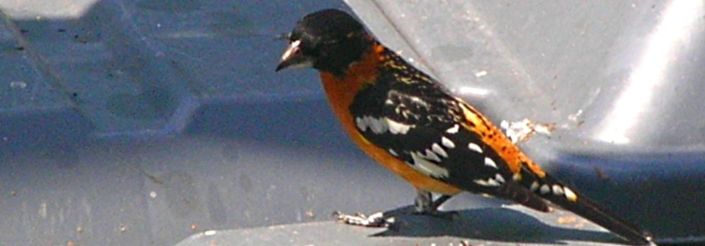 Conical Billed Song BirdsBlack-headed Grosbeak