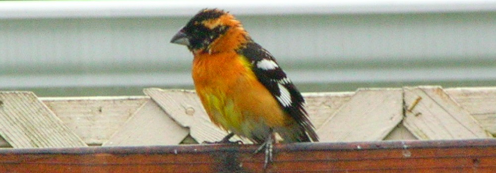 Conical Billed Song BirdsBlack-headed Grosbeak