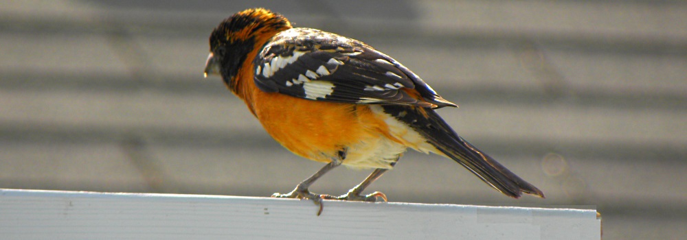 Conical Billed Song BirdsBlack-headed Grosbeak