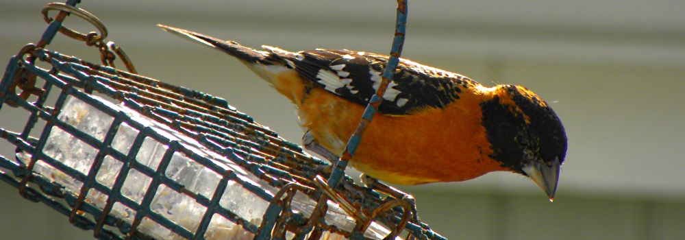 Conical Billed Song BirdsBlack-headed Grosbeak