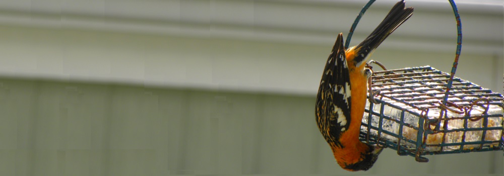Conical Billed Song BirdsBlack-headed Grosbeak