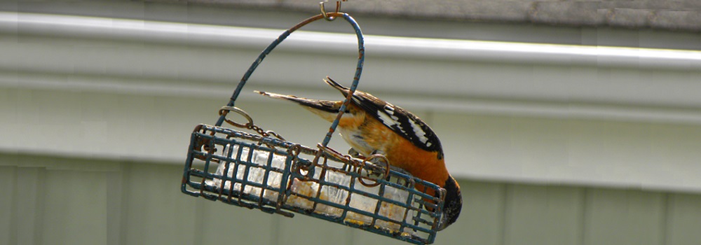Conical Billed Song BirdsBlack-headed Grosbeak