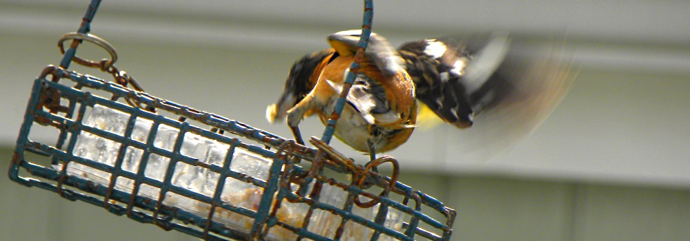 Conical Billed Song BirdsBlack-headed Grosbeak
