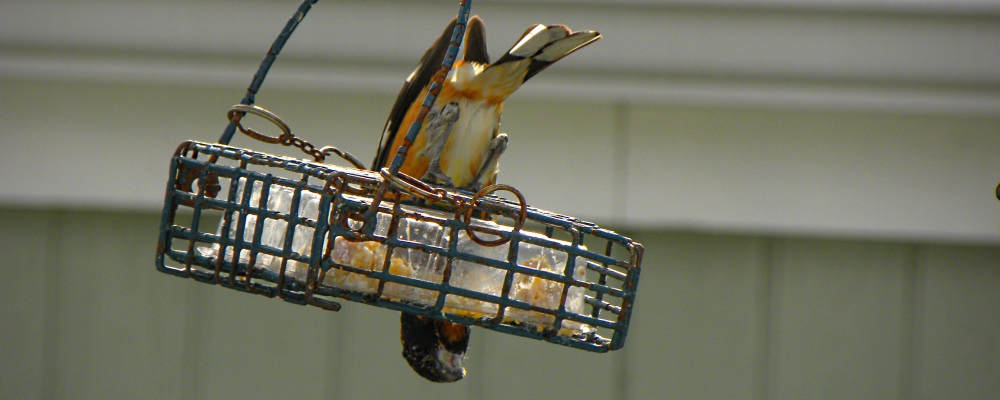 Conical Billed Song BirdsBlack-headed Grosbeak
