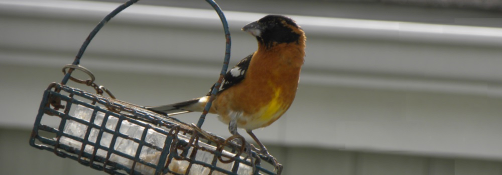 Conical Billed Song BirdsBlack-headed Grosbeak