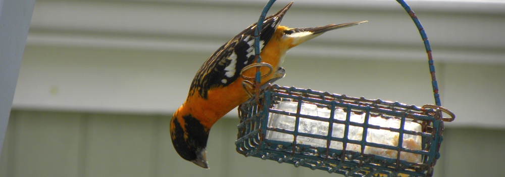 Black-headed Grosbeakon inverted Suet Feeder