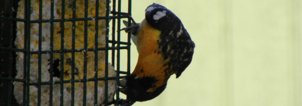 Conical Billed Song BirdsBlack-headed Grosbeak