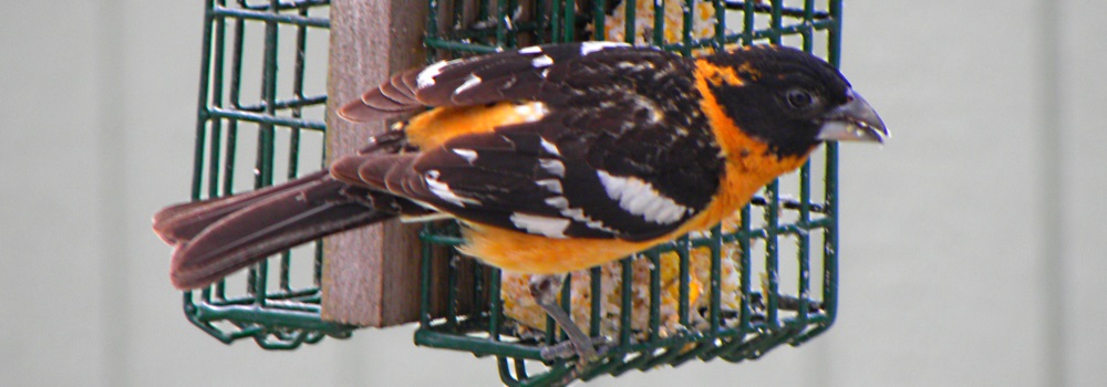 Conical Billed Song BirdsBlack-headed Grosbeak