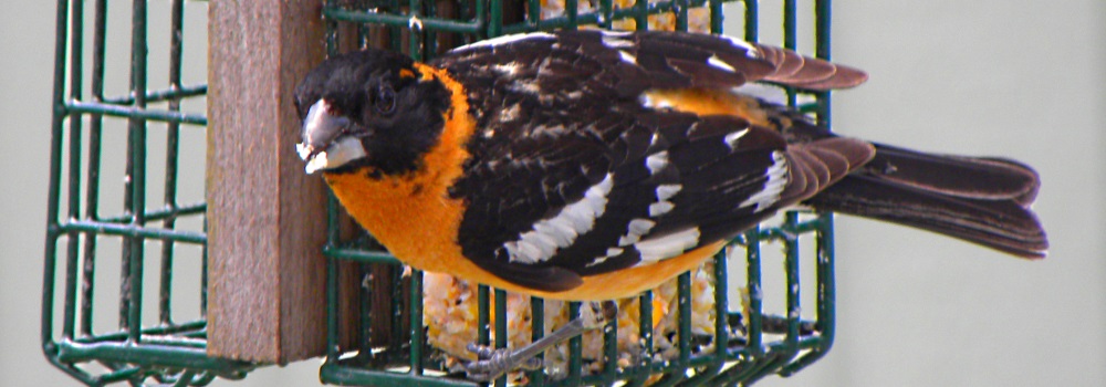 Conical Billed Song BirdsBlack-headed Grosbeak