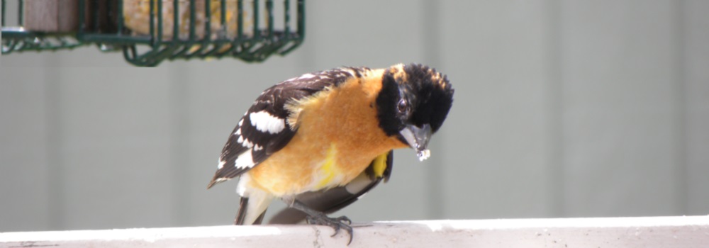 Conical Billed Song BirdsBlack-headed Grosbeak
