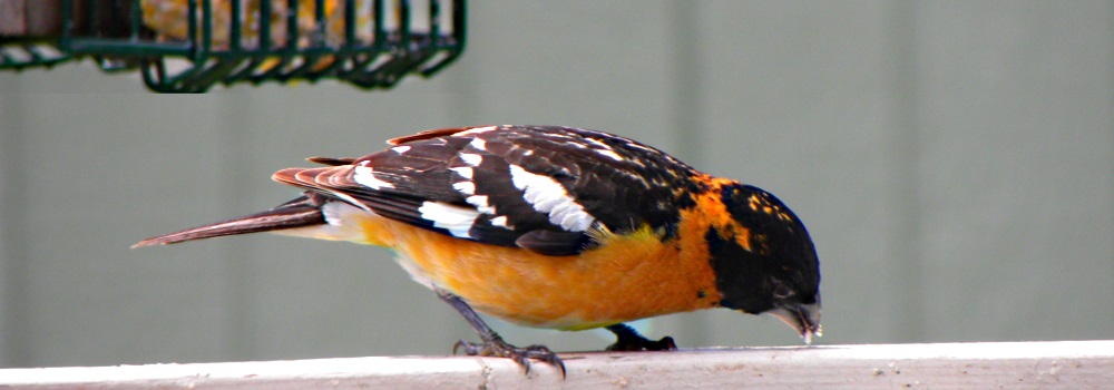 Conical Billed Song BirdsBlack-headed Grosbeak