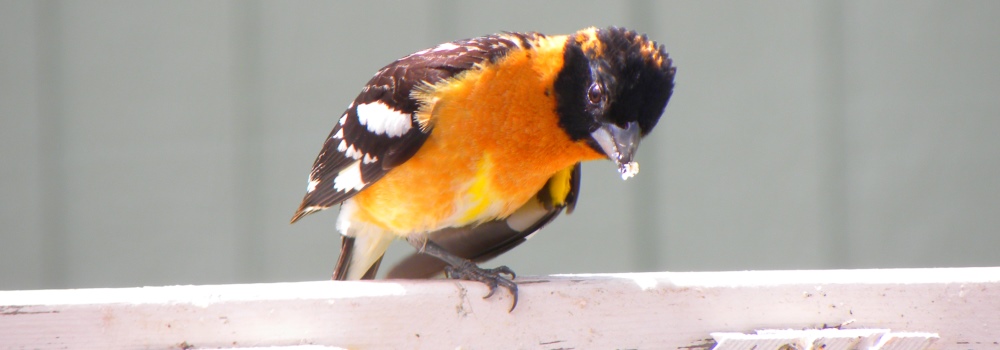 Conical Billed Song BirdsBlack-headed Grosbeak