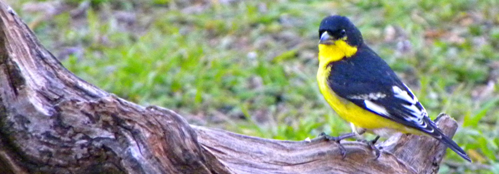 Conical Billed Song BirdsLesser Goldfinch