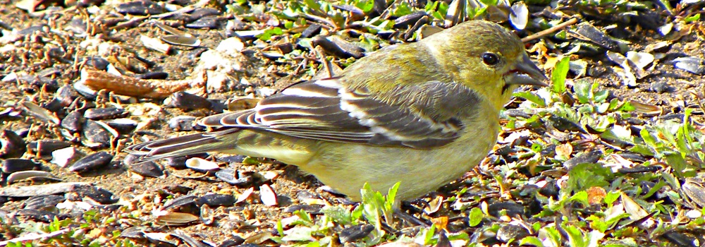 Conical Billed Song BirdsLesser Goldfinch