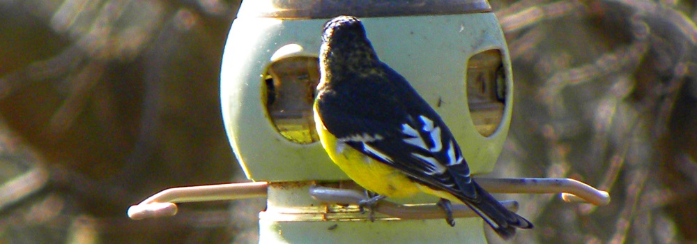 Conical Billed Song BirdsLesser Goldfinch