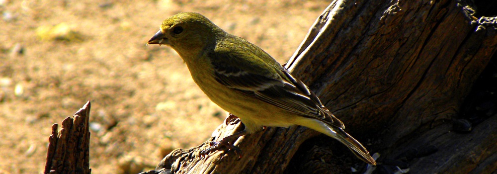Conical Billed Song BirdsLesser Goldfinch