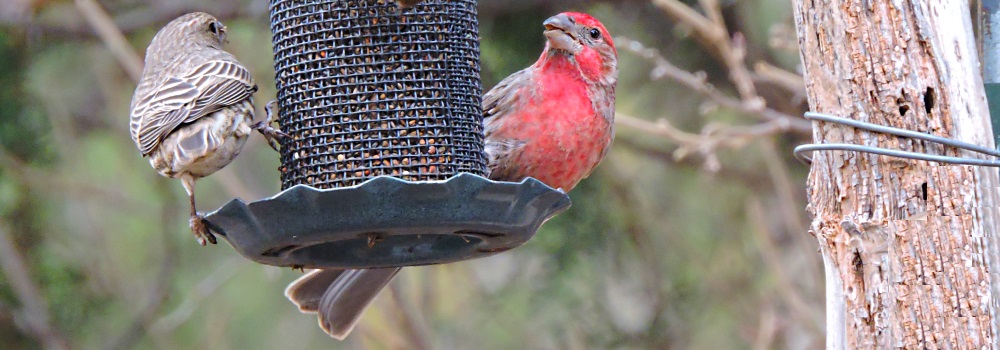 Conical Billed Song BirdsCassin&prime;s Finch