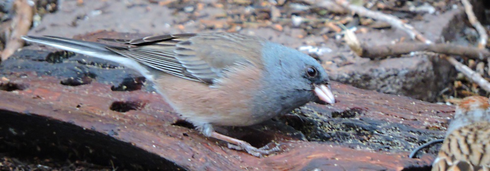 Conical Billed Song BirdsBlack-chinned Sparrow