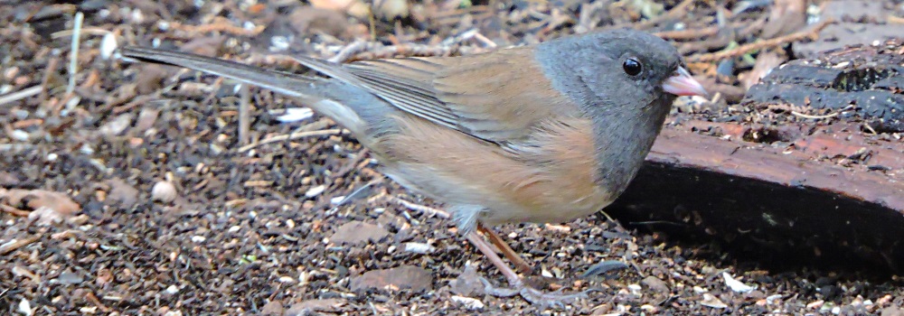 Conical Billed Song BirdsBlack-chinned Sparrow