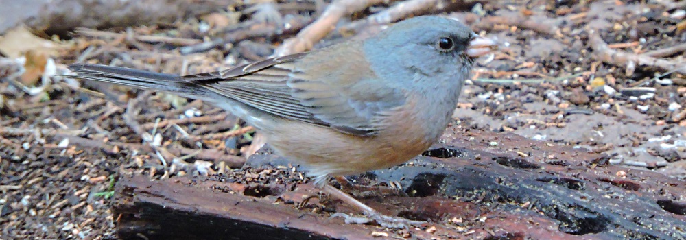 Conical Billed Song BirdsBlack-chinned Sparrow