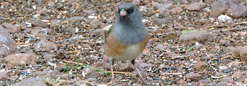 Conical Billed Song BirdsBlack-chinned Sparrow