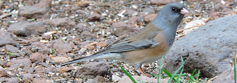 Conical Billed Song BirdsBlack-chinned Sparrow