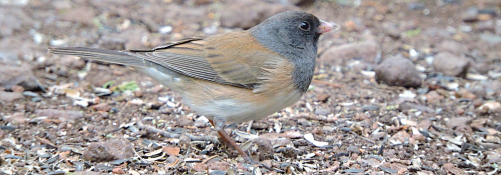 Conical Billed Song BirdsBlack-chinned Sparrow