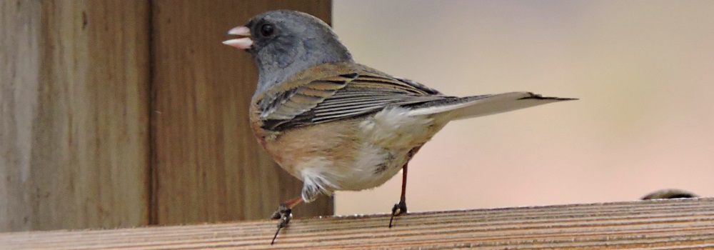 Conical Billed Song BirdsBlack-chinned Sparrow