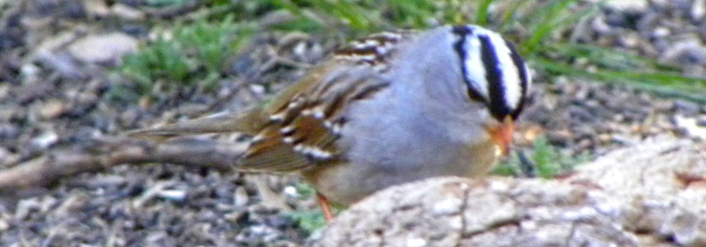 Conical Billed Song BirdsWhite-crowned Sparrow