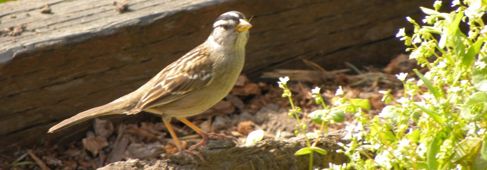 Conical Billed Song BirdsWhite-crowned Sparrow
