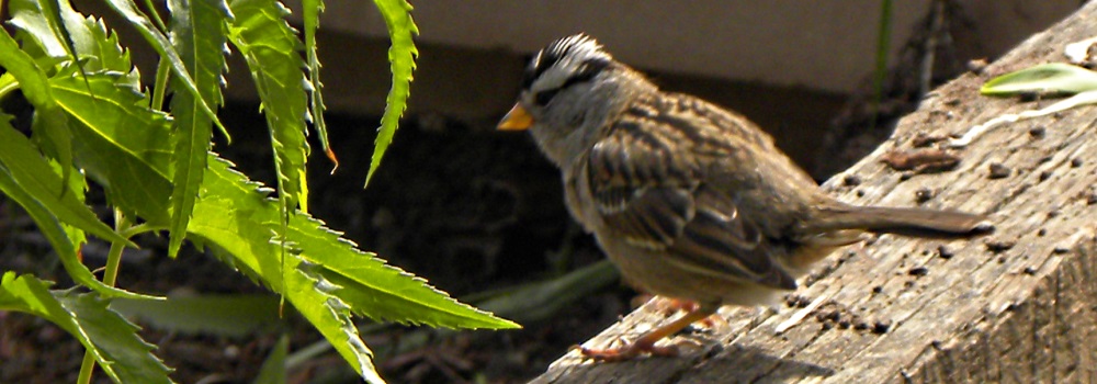 Conical Billed Song BirdsWhite-crowned Sparrow