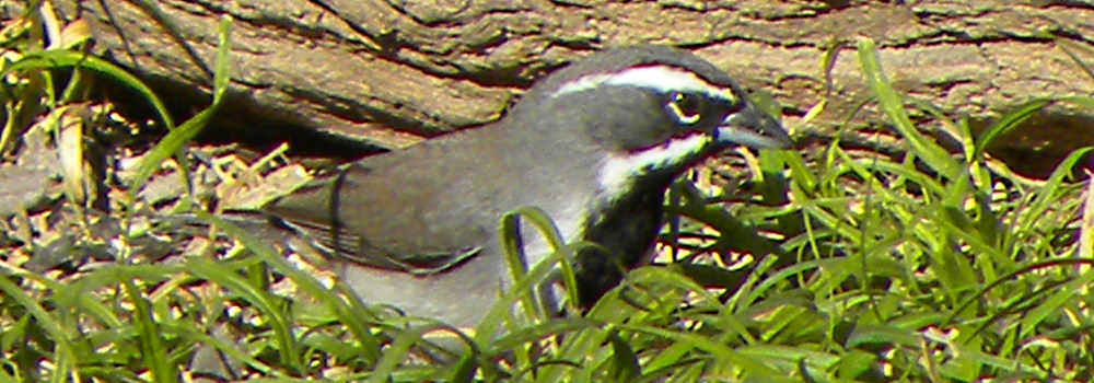 Conical Billed Song BirdsBlack-throated Sparrow