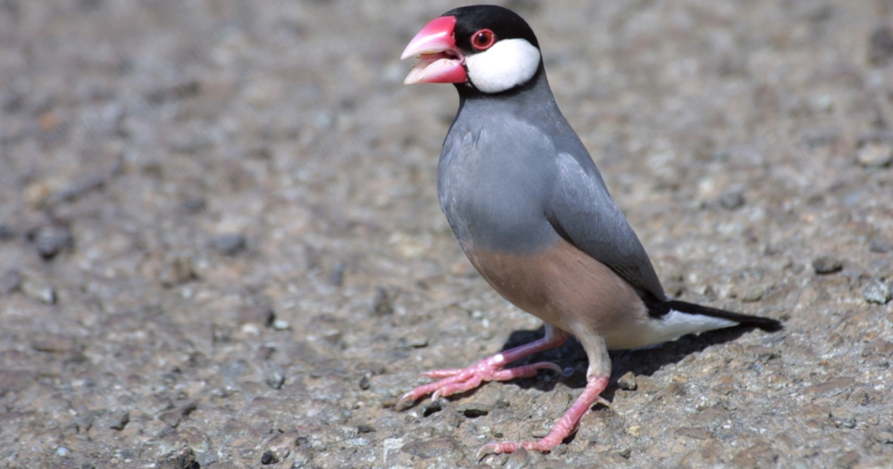 Conical Billed Song BirdsThe Java Sparrow