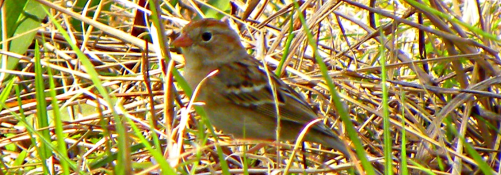 Conical Billed Song BirdsField Sparrow