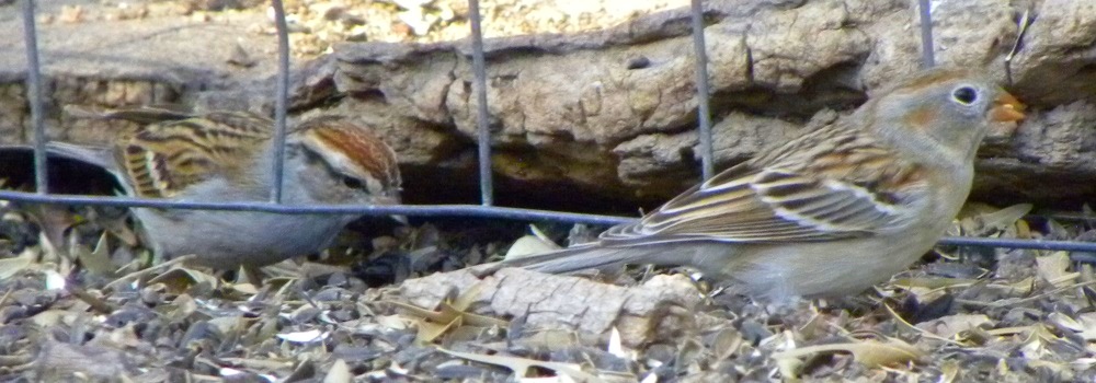 Conical Billed Song BirdsField Sparrow