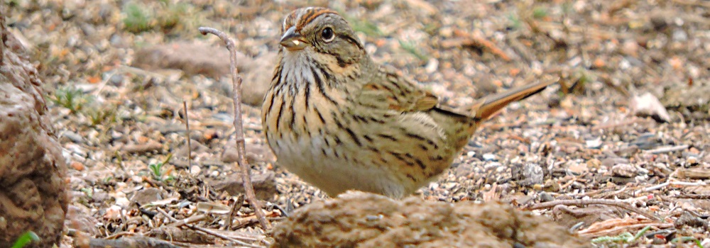 Conical Billed Song BirdsLincoln&prime;s Sparrow